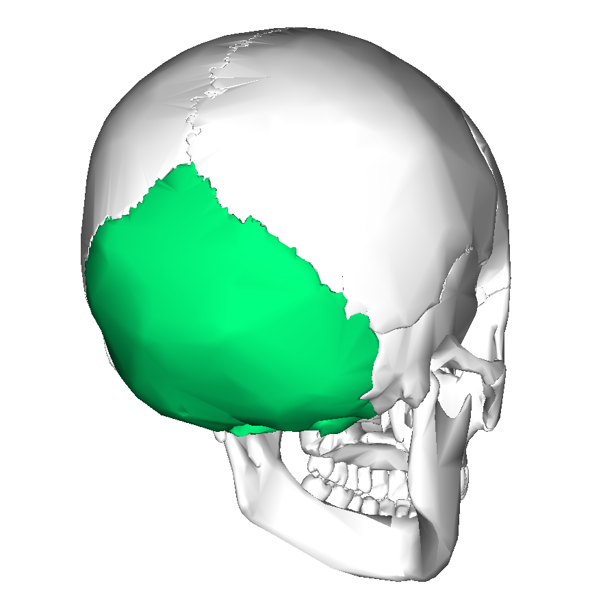 Occipital Bone Articulates with: R&amp;L Parietals R&amp;L Temporals Sphenoid Atlas (C1)