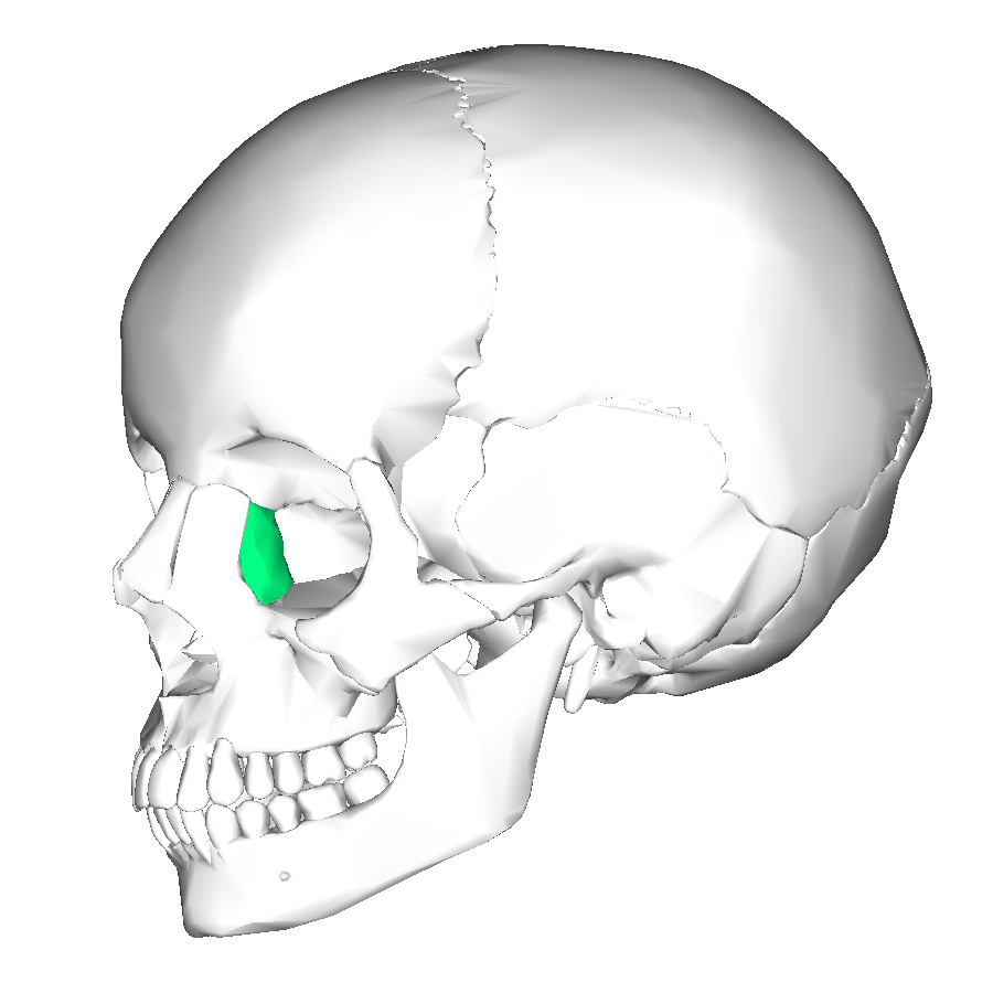 Lacrimal Bone Articulations: Frontal Ethmoid Maxilla Inferior Nasal Conchae