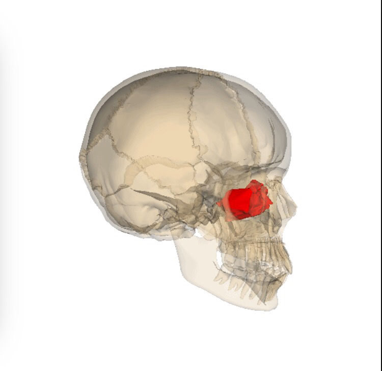 Ethmoid Bone Articulates with: Frontal Sphenoid