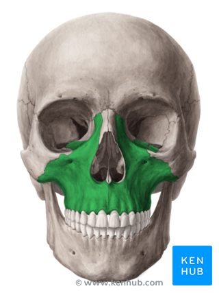 Maxillary Bone Articulations: all facial bones except mandible