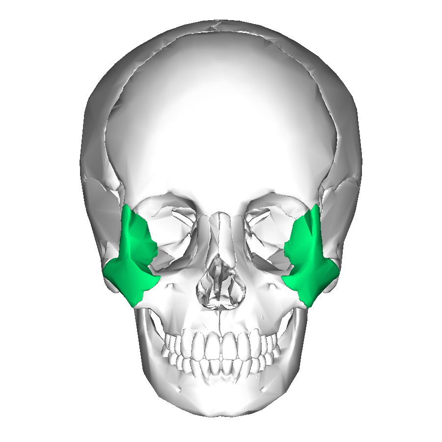 Zygomatic Bones Articulations: Frontal Bone (superior) Zygomatic process of temporal bone Maxilla (anterior) Sphenoid (posterior)