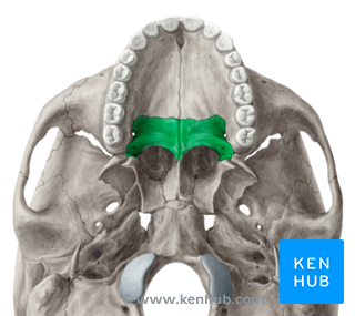 Palatine Bone