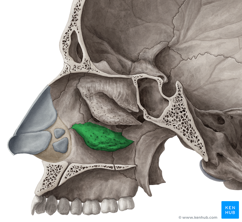 Inferior Nasal Conchae Upper two nasal conchae are processes of ethmoid bone