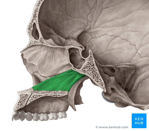 Vomer Forms inferior nasal septum Articulates with sphenoid and perpendicular plate of ethmoid