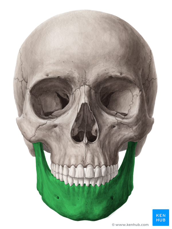 Mandible Largest and densest facial bone Body Rami Symphysis