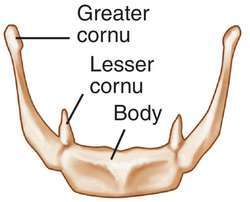 Hyoid Bone Does not articulate with any other bone in the body