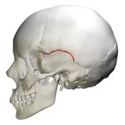 Squamosal Suture