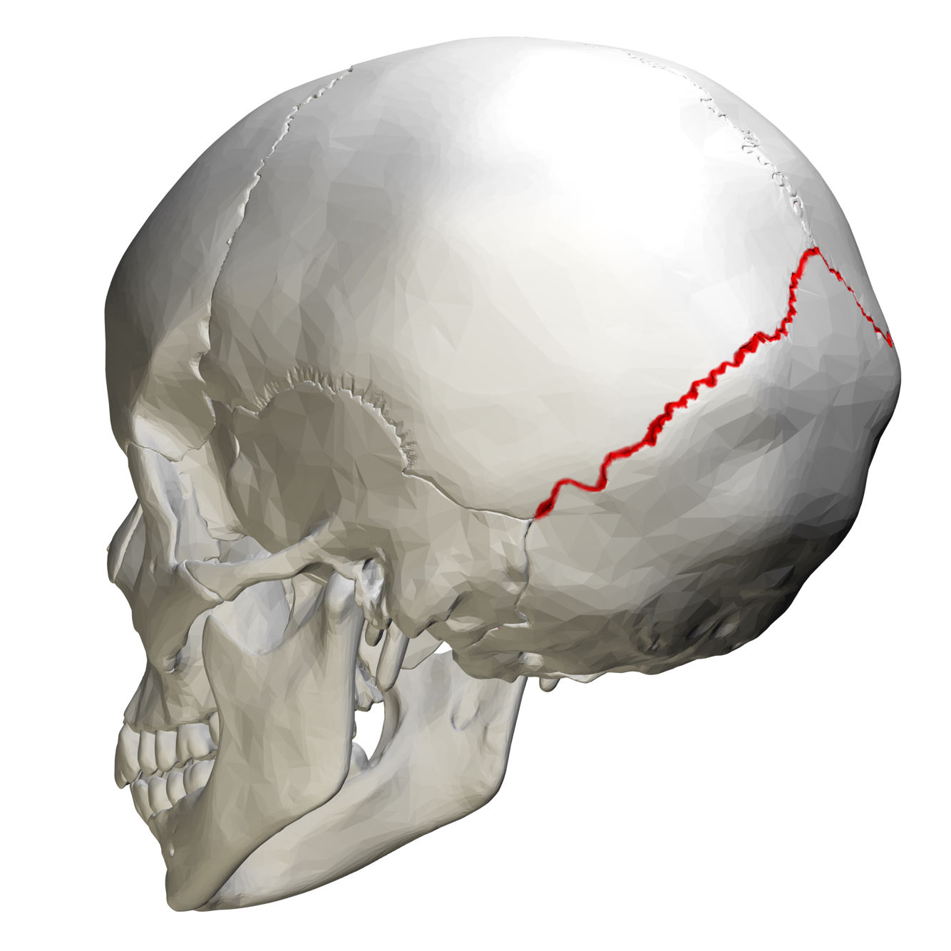 Lambdoidal Suture