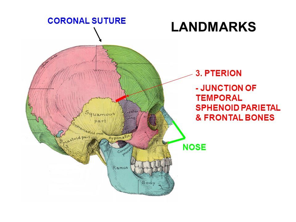 Pterion
