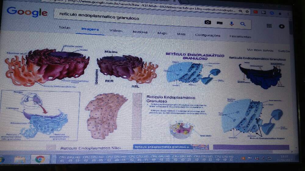 Retículo endoplasmático rugoso