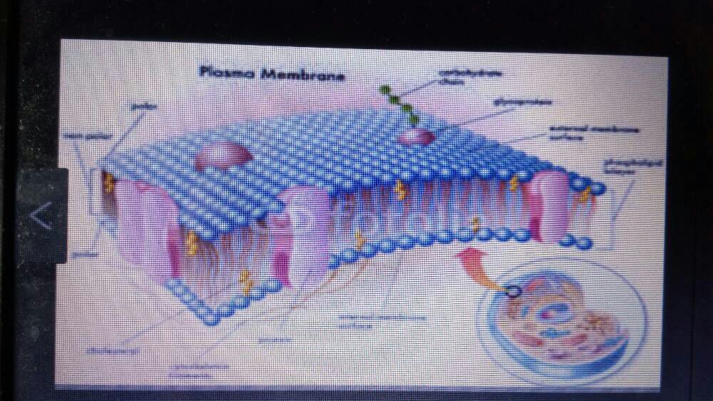 Membrana plasmática
