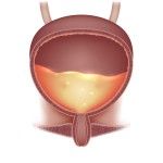 EJE HIPOTÁLAMO -HIPÓFISIS-PARATIROIDES