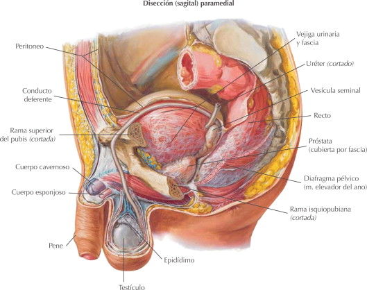 ORGANOS GENITALES MASCULINOS (aparato reproductor masculino)