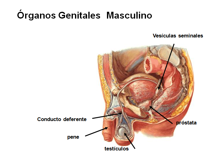ORGANOS GENITALES MASCULINOS (aparato reproductor masculino)