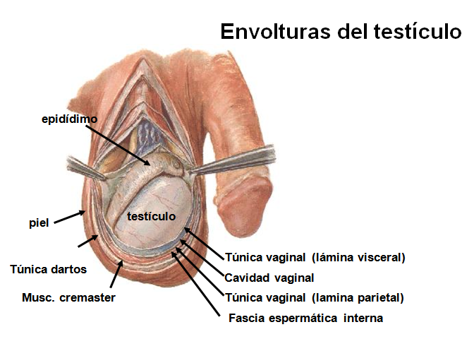 ORGANOS GENITALES MASCULINOS (aparato reproductor masculino)