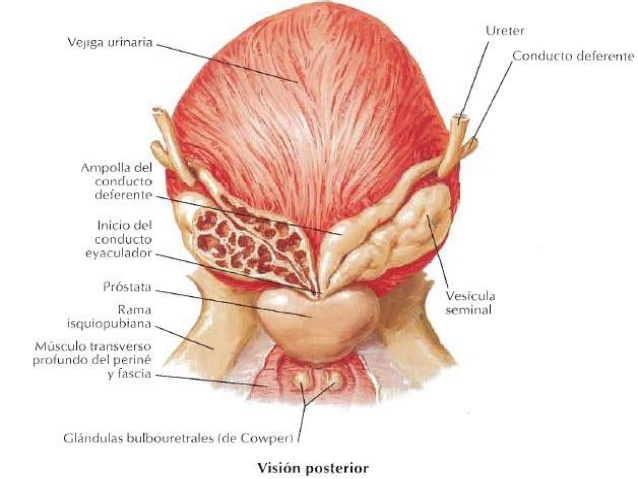 ORGANOS GENITALES MASCULINOS (aparato reproductor masculino)