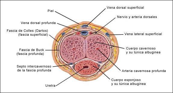 ORGANOS GENITALES MASCULINOS (aparato reproductor masculino)