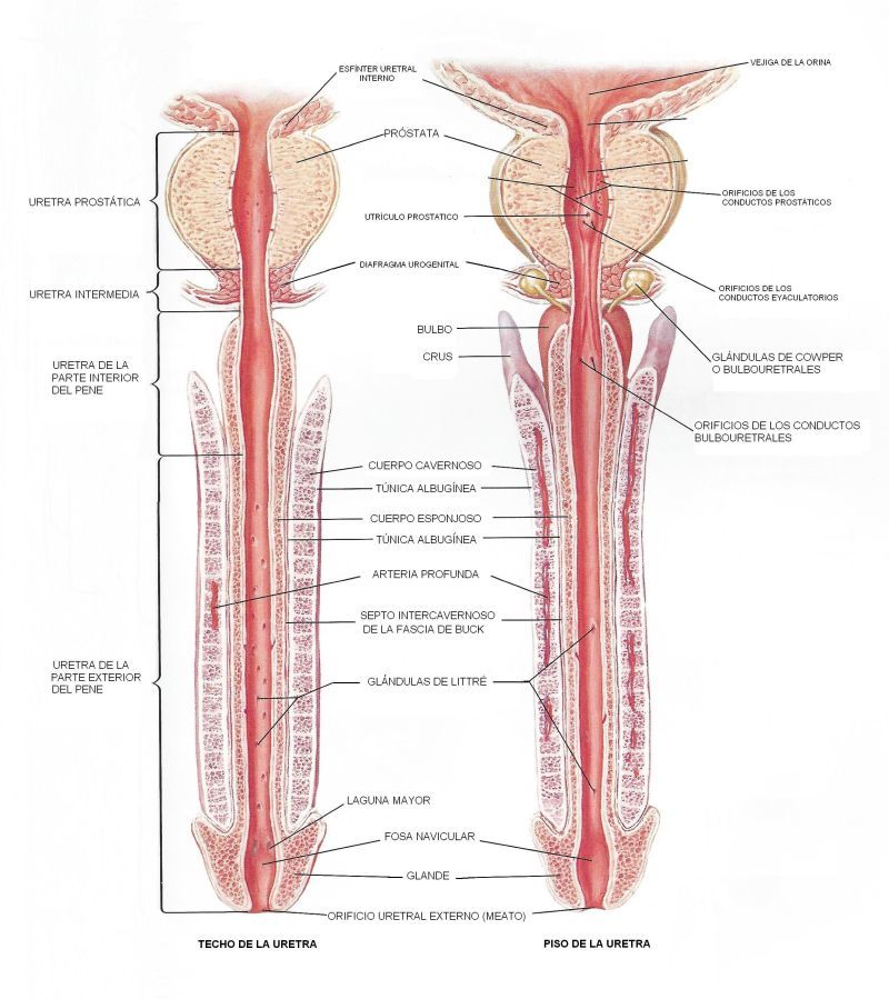 ORGANOS GENITALES MASCULINOS (aparato reproductor masculino)