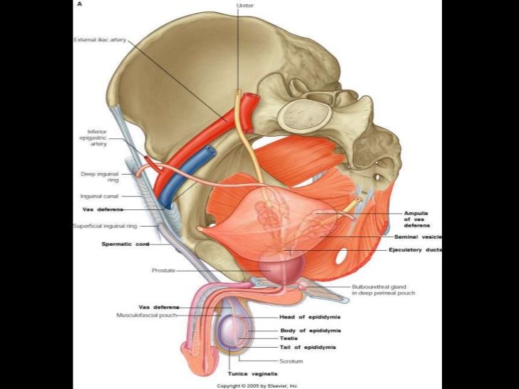 ORGANOS GENITALES MASCULINOS (aparato reproductor masculino)