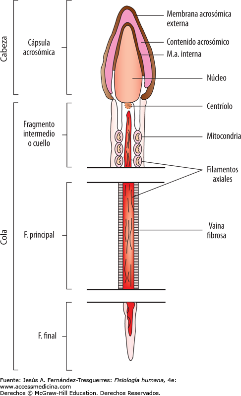 ORGANOS GENITALES MASCULINOS (aparato reproductor masculino)