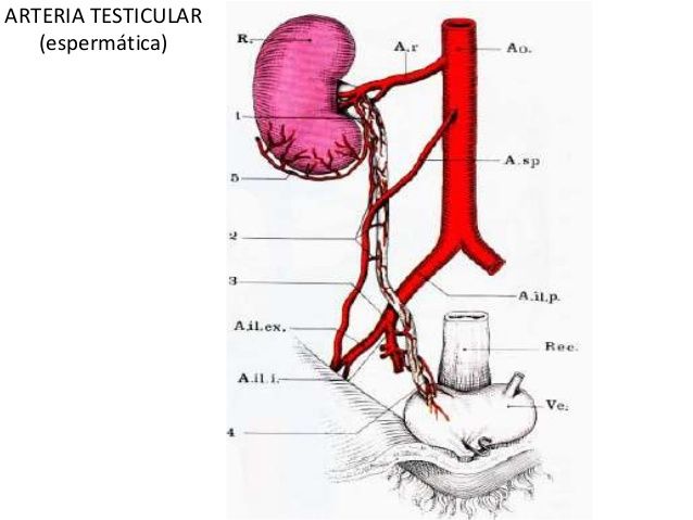 ORGANOS GENITALES MASCULINOS (aparato reproductor masculino)