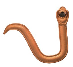 REINO ANIMALIA