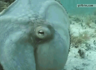 REINO ANIMALIA