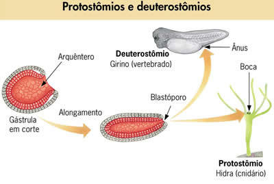 REINO ANIMALIA