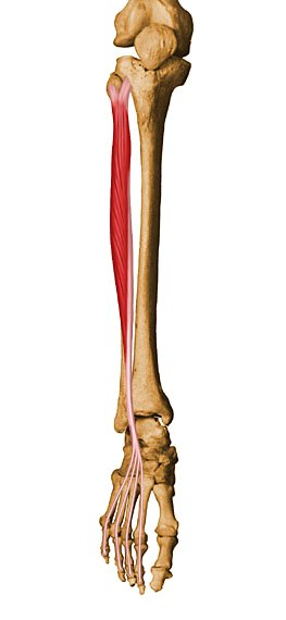 M. Extensor largo de los dedos Proximal: Distal: Func: flexión dorsal y extiende los dedos.