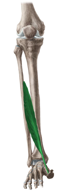M. extensor largo del dedo gordo Proximal: Distal: Func: Flexión dorsal y extensión del dedo godo.