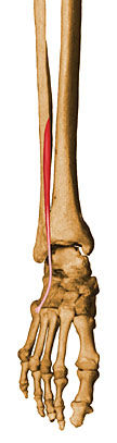 Tercer Peroné Proximal: Distal: Func: Flexión dorsal y ayuda a la eversión.