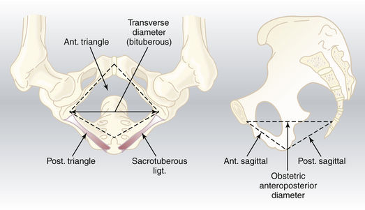 The Pelvic Girdle and Pelvic Bone