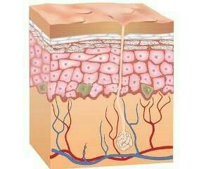El cuerpo humano