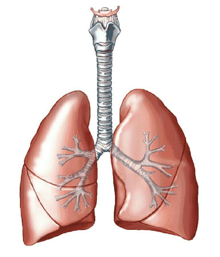 El cuerpo humano