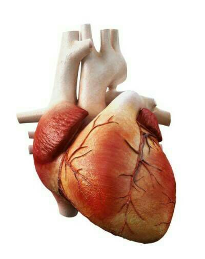 El cuerpo humano