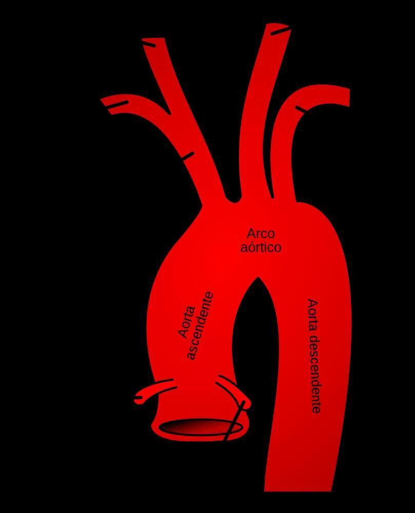 El cuerpo humano