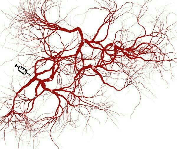El cuerpo humano