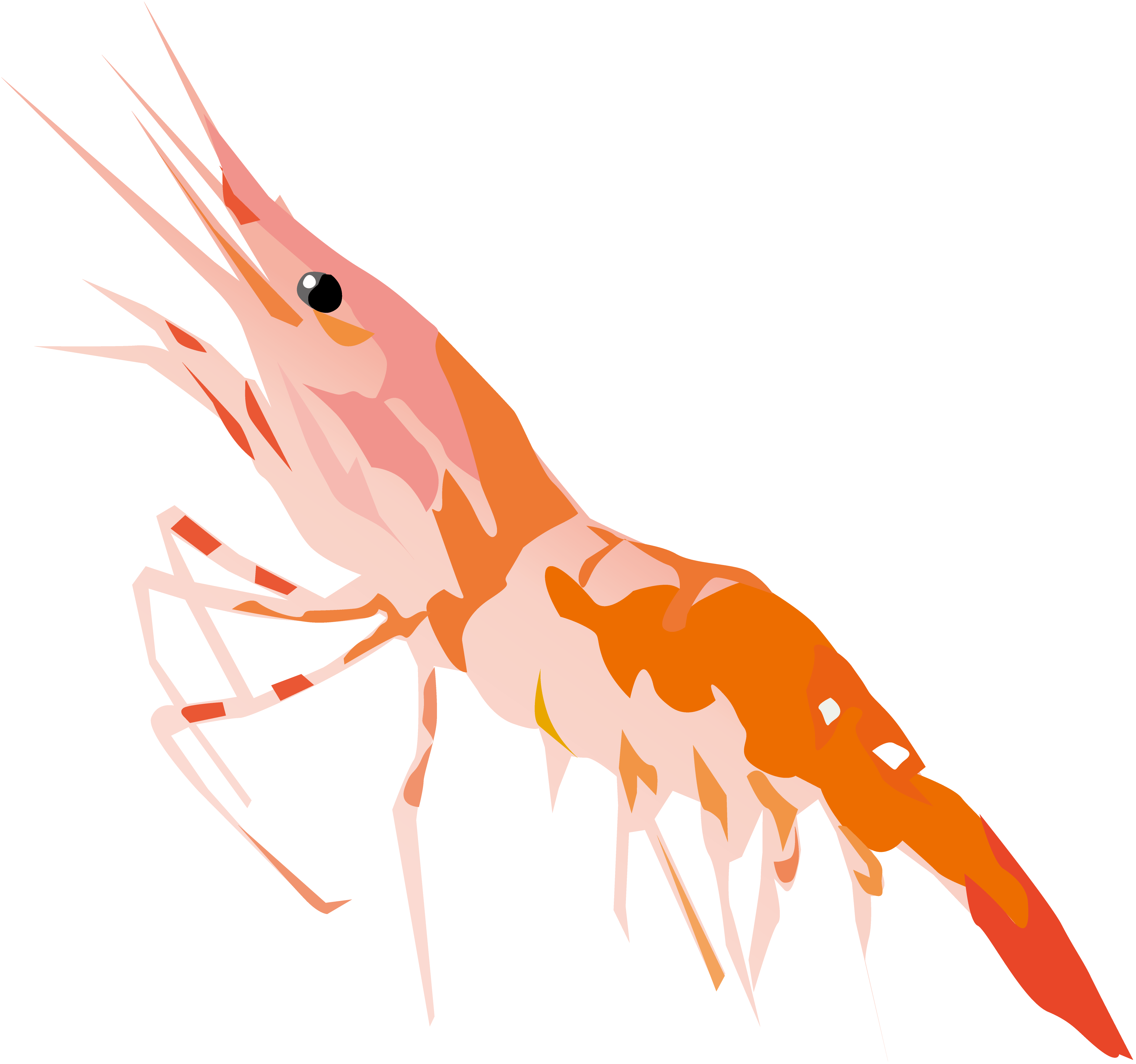 Shrimp