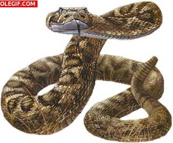 O reino Animal