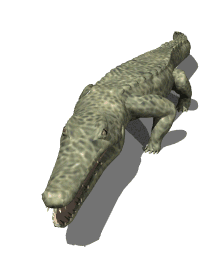 O reino Animal