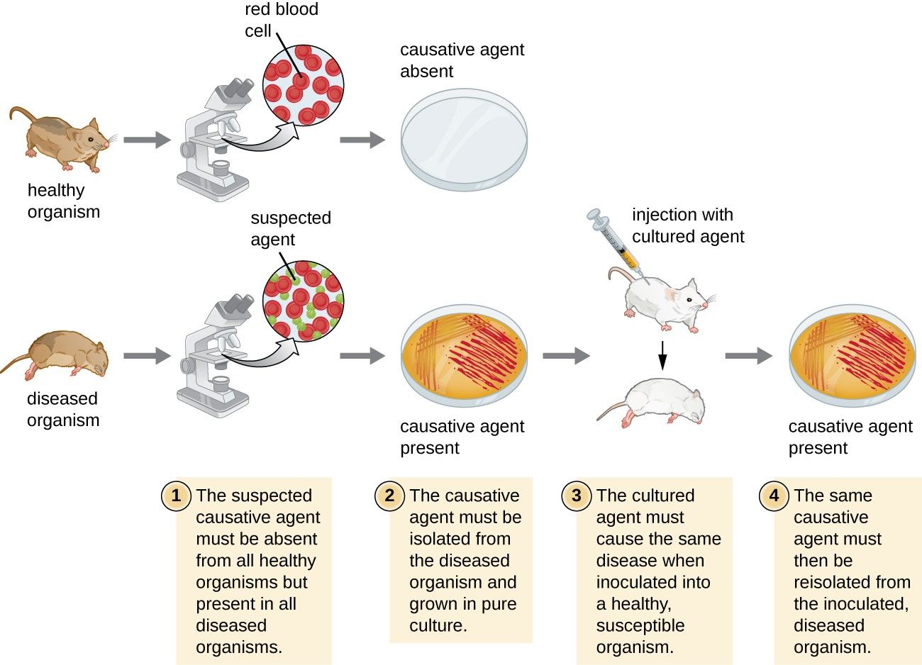 History of Microbiology