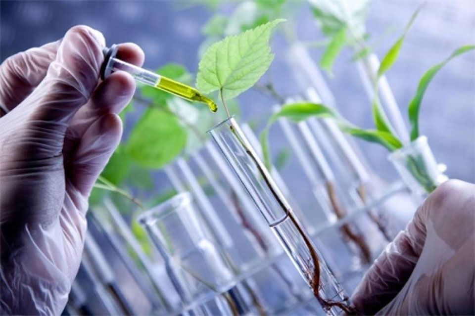 BIOTECNOLOGÍA como alterar genéticamente cualquier cuerpo (salud, industria, alimentación, medio ambiente)