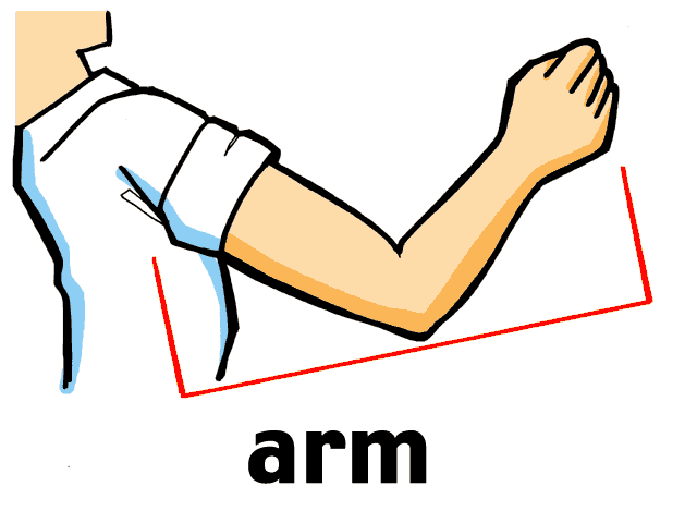 the long extension from the upper body between the shoulder and wrist (elbow)