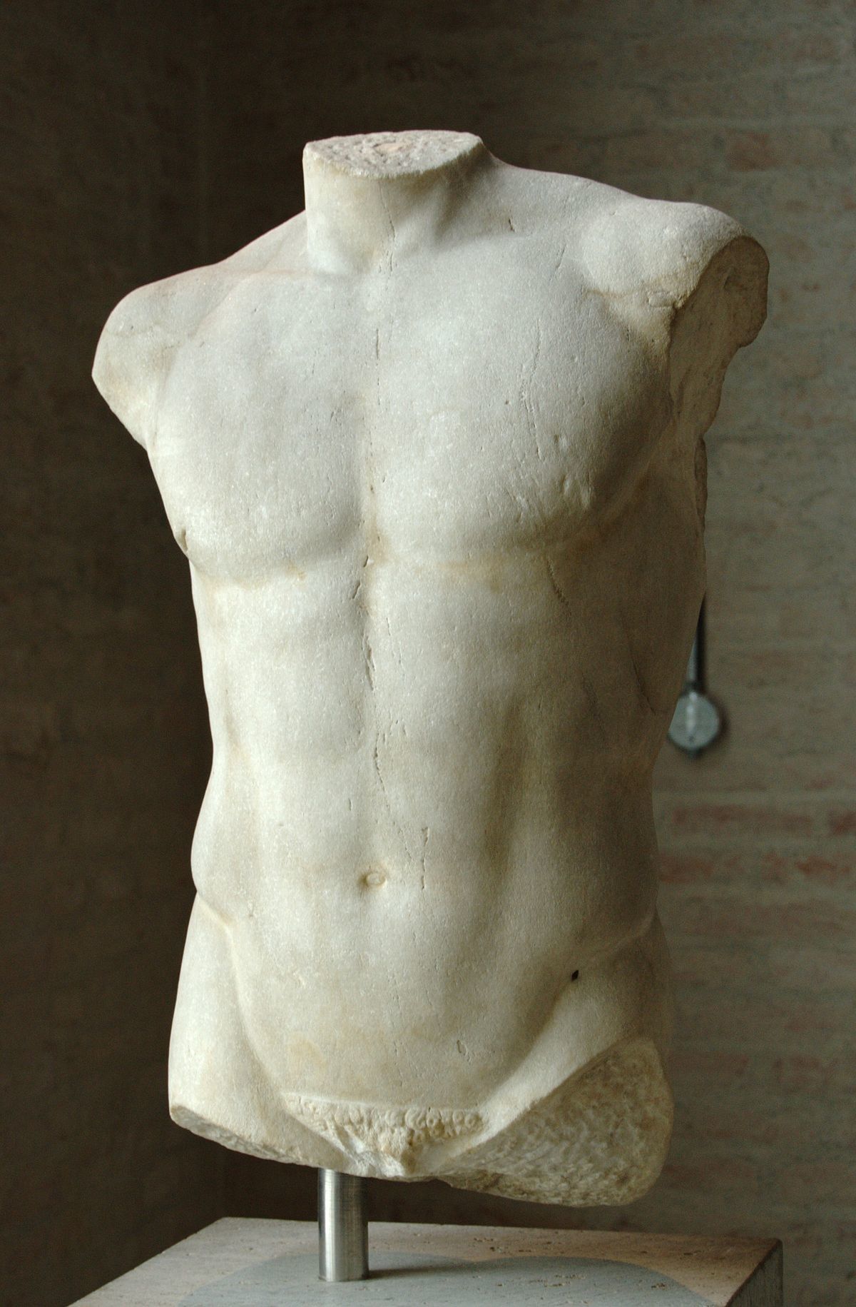 the body, excluding the head and limbs