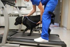 Veterinaria: es una rehabilitación cuyo objetivo es restaurar la locomoción y por lo tanto la autonomía y la calidad de vida del animal (...