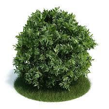 THE PLANT KINGDOM