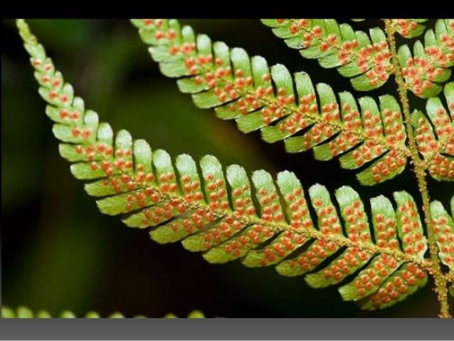 THE PLANT KINGDOM