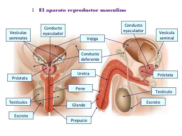 APARATO REPRODUCTOR MASCULINO