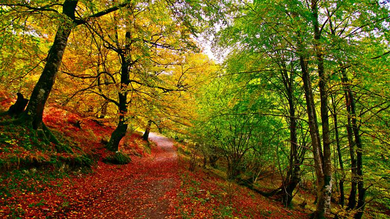 Bosque constituido por árboles frondosos, que pierden su follaje en otoño/invierno, pues se inicia el frío y las plantas reducen su activ...