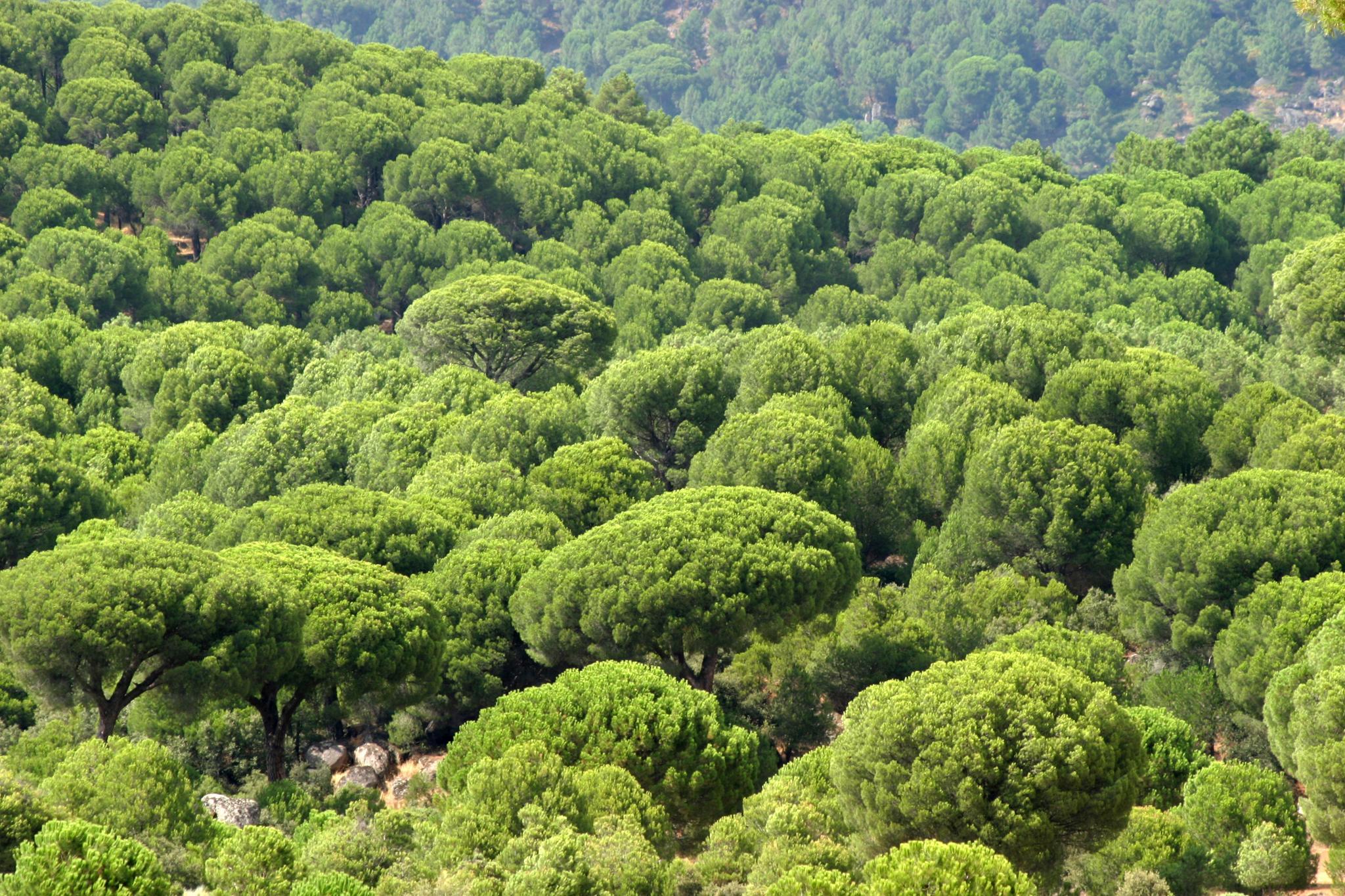 BOSQUE PERENNIFOLIO